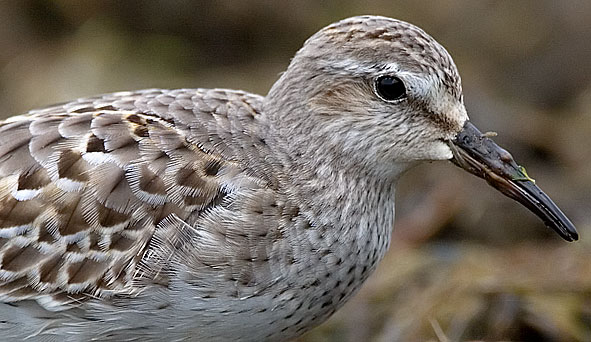 White-rumped sandpiper