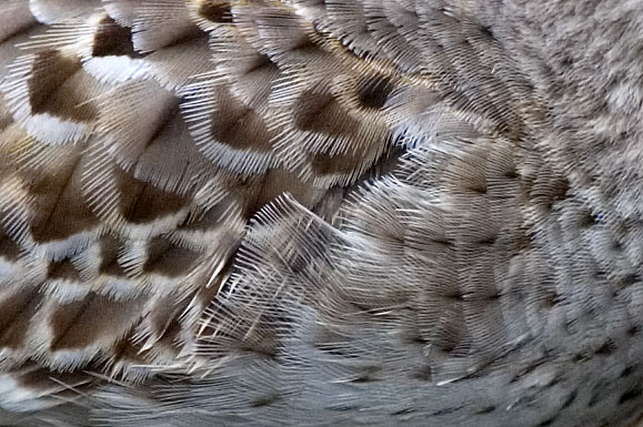 white-rumped sandpiper