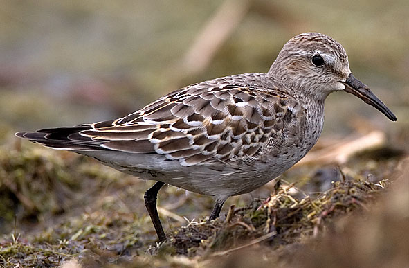 white-rumped sandpiper