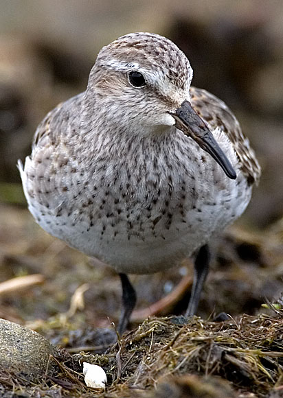 White-rumped sandpiper