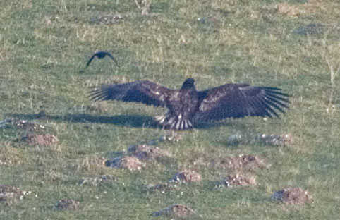 white-tailed eagle