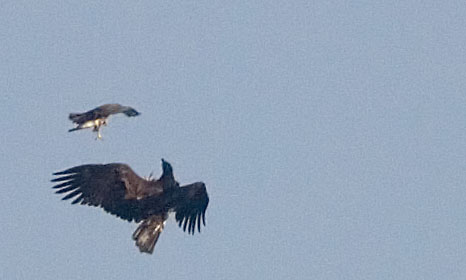 white-tailed eagle