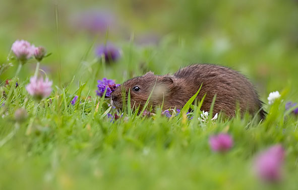 water vole