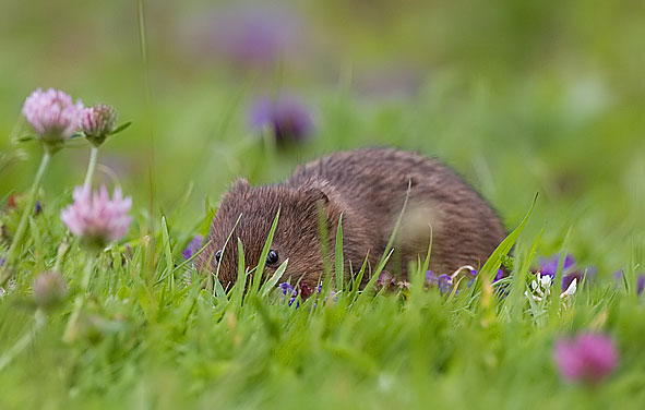 water vole