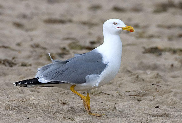 yellow-legged gull