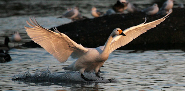 Bewick's swan