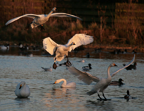 Bewick's swans