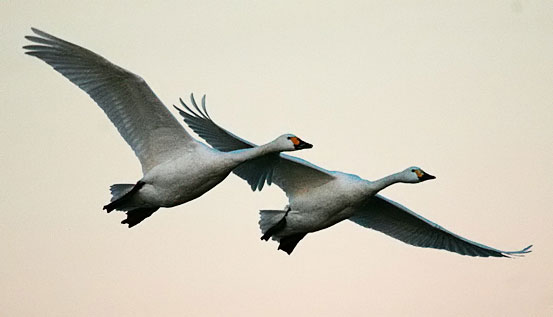 Bewick's swans