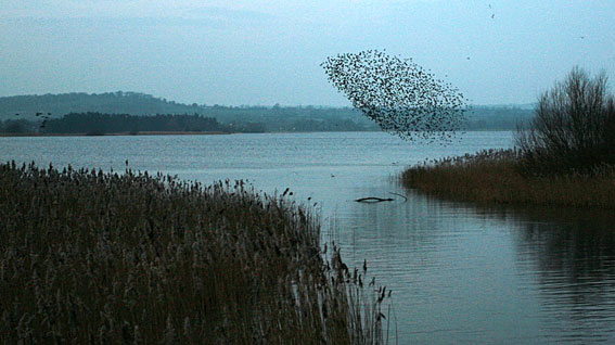 starlings