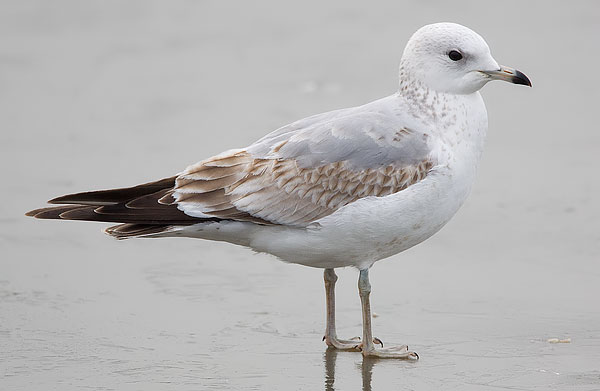 common gull