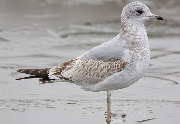 common gull