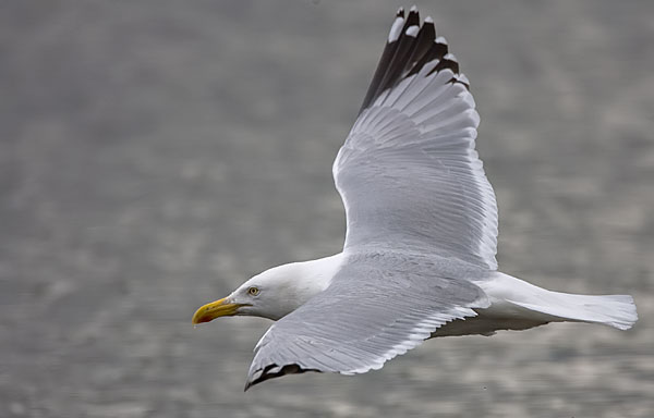American herring gull?
