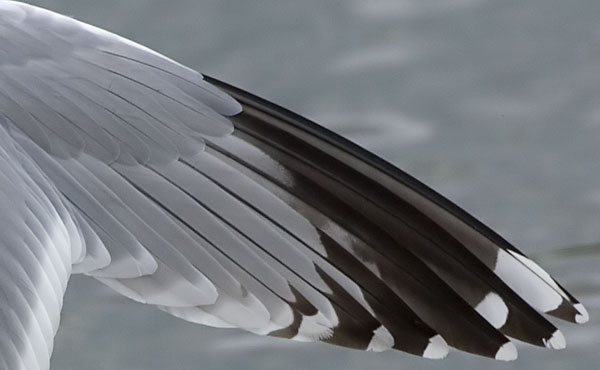 American herring gull?