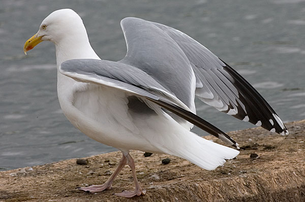 American herring gull?