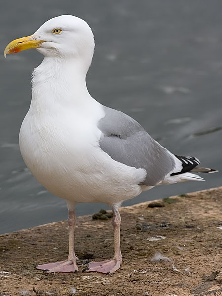 American herring gull?