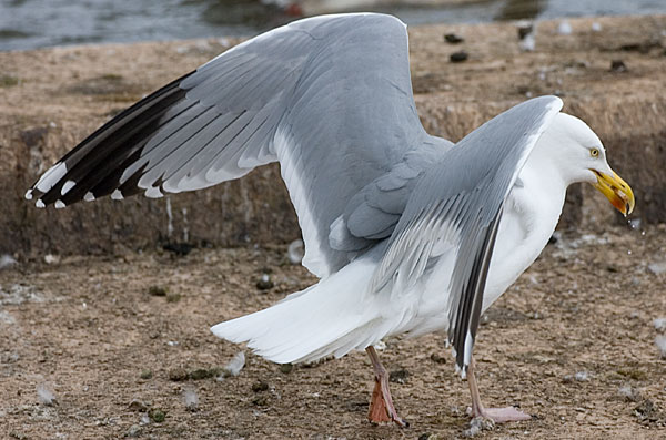 American herring gull?