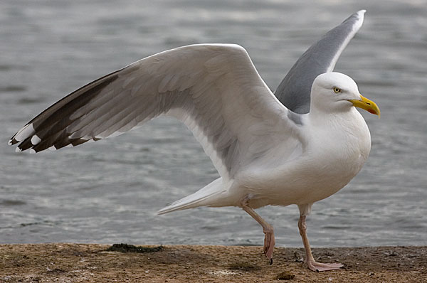 American herring gull?