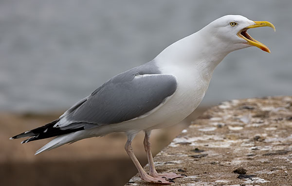 American herring gull?