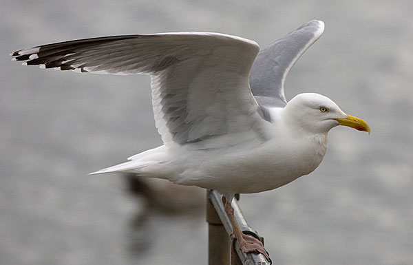 American herring gull?