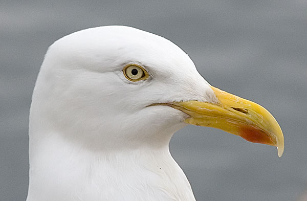 American herring gull?