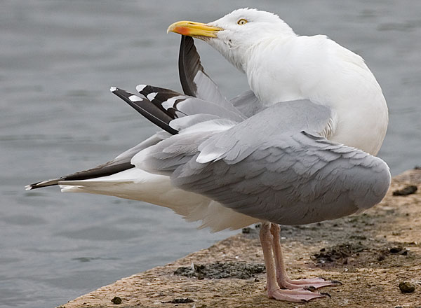 American herring gull?