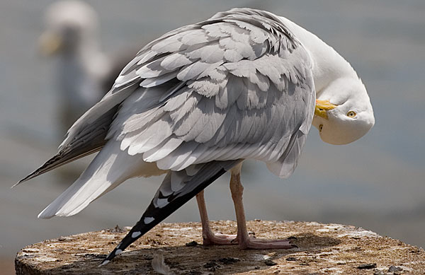 American herring gull?