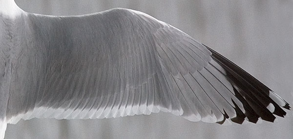 American herring gull?