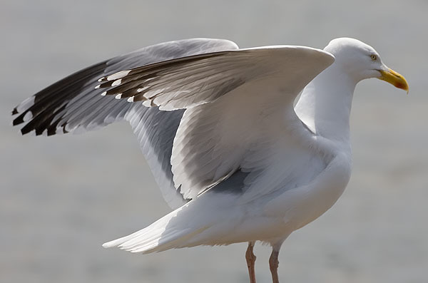 American herring gull?