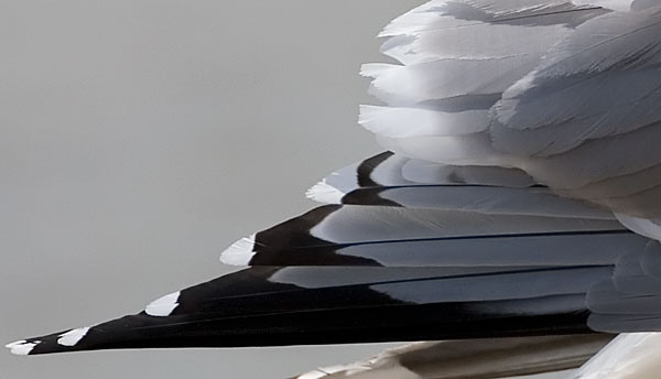 American herring gull?