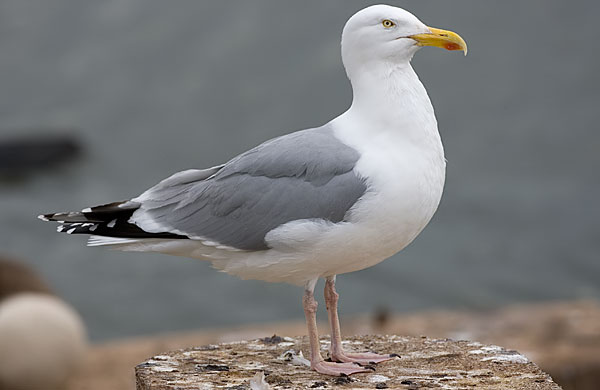 American herring gull?