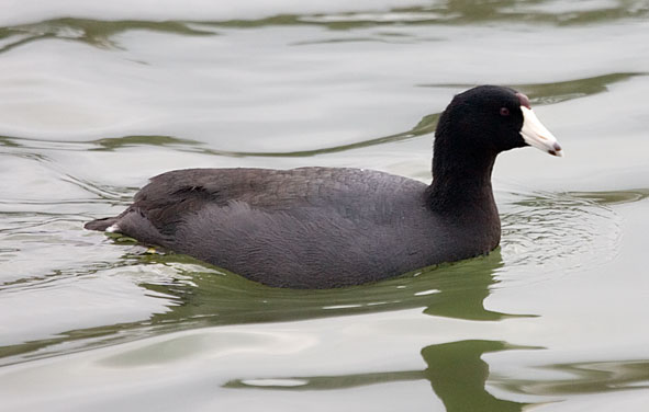 American coot