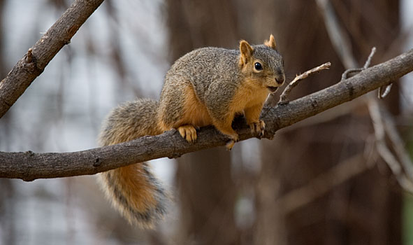 grey squirrel