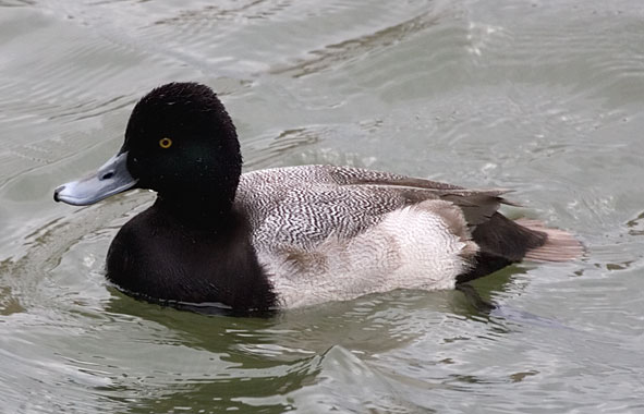 lesser scaup - drake