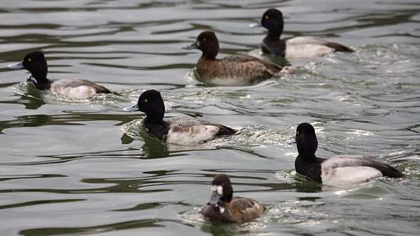 lesser scaup