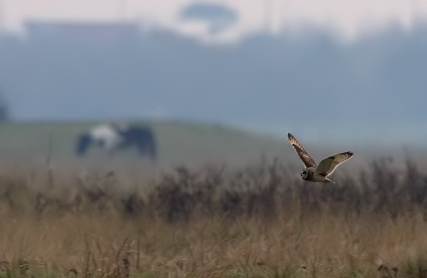 short-eared owl