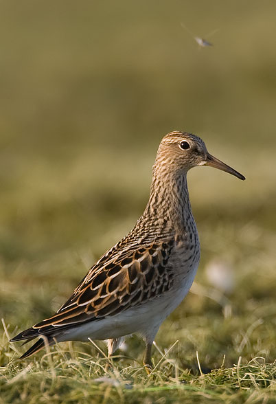 pectoral sandpiper