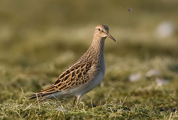 pectoral sandpiper