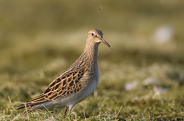 pectoral sandpiper
