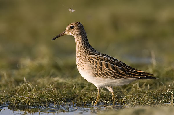 pectoral sandpiper
