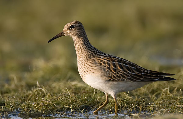 pectoral sandpiper