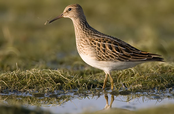 pectoral sandpiper
