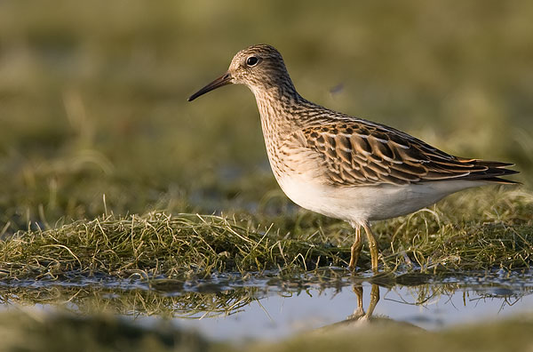 pectoral sandpiper