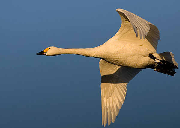 Bewick's swan