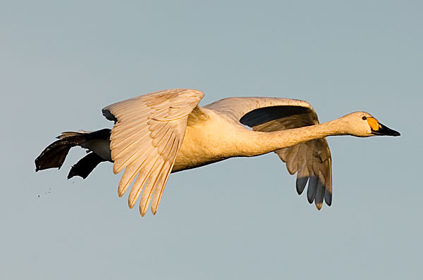 Bewick's swan