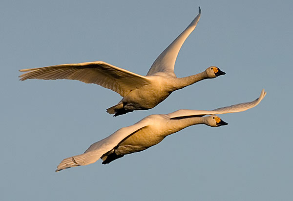 Bewick's swans