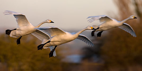 Bewick's swans