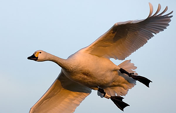 Bewick's swan