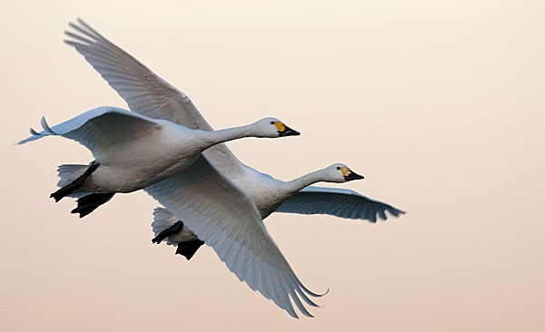 Bewick's swans