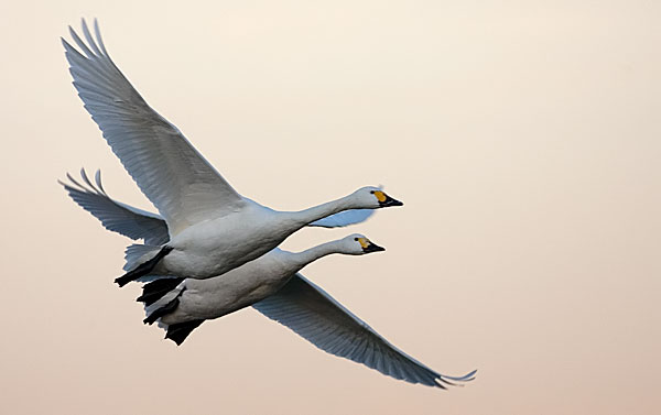 Bewick's swans