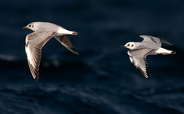 Black-headed gull and Bonaparte's gull